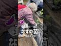 孫と一緒になすの苗を植えるばあちゃん #shorts