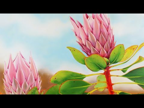 فيديو: زهور بروتيا - الجمال الجنوب أفريقي ذو الطابع الاستوائي