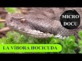 MicroDocu - La víbora hocicuda (Vipera latastei) - parte I