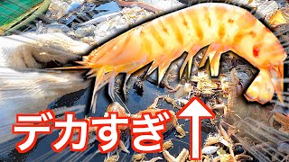 世界一高級な天然エビが獲れたので・・・