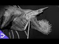 The DISTURBING Monsters You Didn't See On SKULL ISLAND! - MonsterVerse