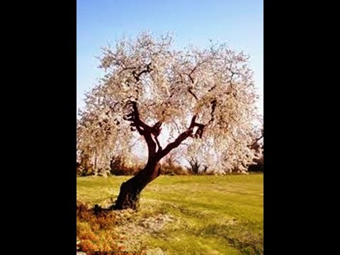 ,, მიწაც გამწვანდება,ნუშიც აყვავდება...”