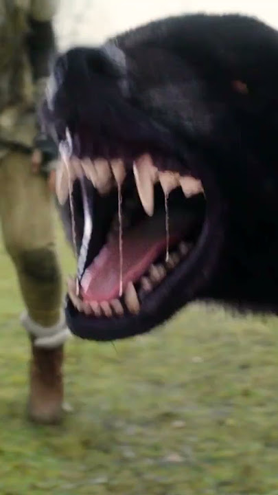 Actual Wolf-Fight in Wolfblood! #wolfblood