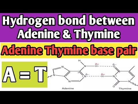 Video: Waarom wordt adenine gecombineerd met thymine?