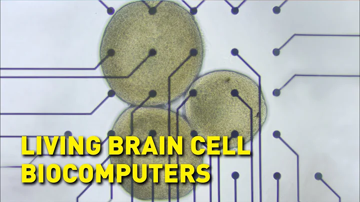Biocomputers made from human brain cells could run the AI systems of the future