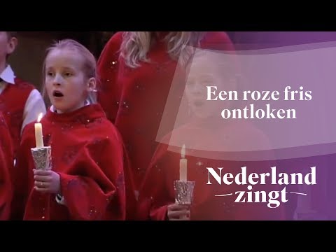 Video: Lied van de dag. Roze door het kijkglas