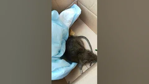 Погрызенный пасюк на улице