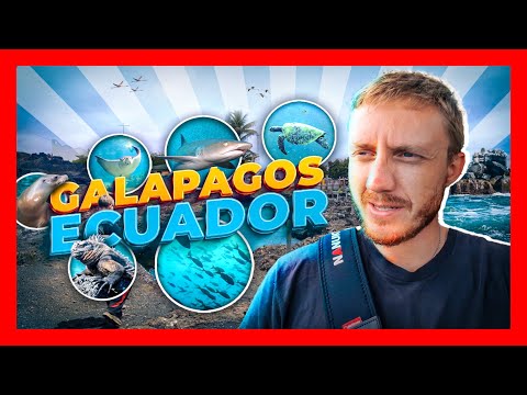 🔥Galapagos-Inseln: Schwimmen mit Haien, Schildkröten & Seelöwen!