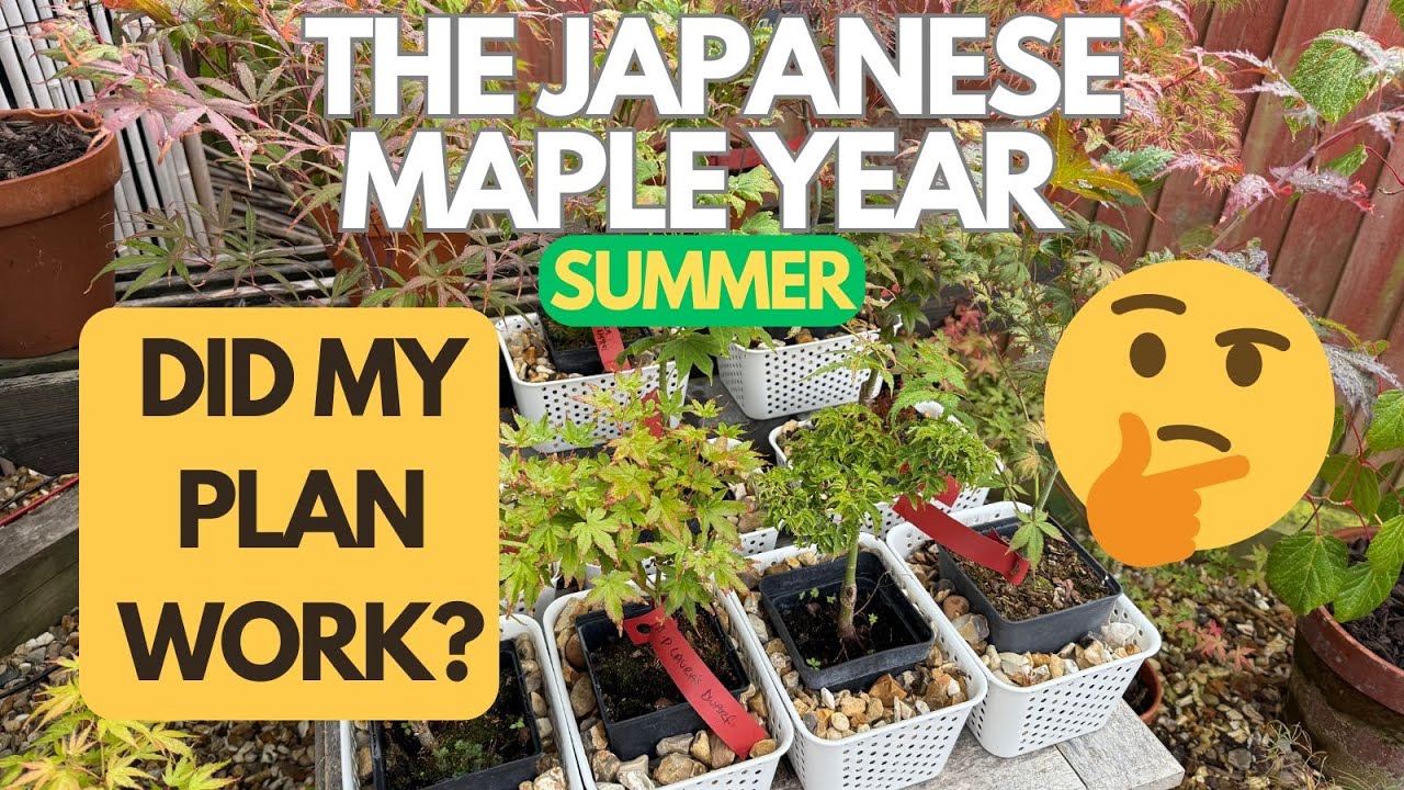 Japanese Maples:  Did my plan work?