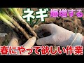 【知ってた?】ネギを数十倍に劇的に増やす方法教えちゃいます!