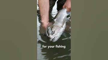 ERGOLASH | Lashing straps for truckdrivers | Lashing straps for trailers | Tie downs from ERGOLASH