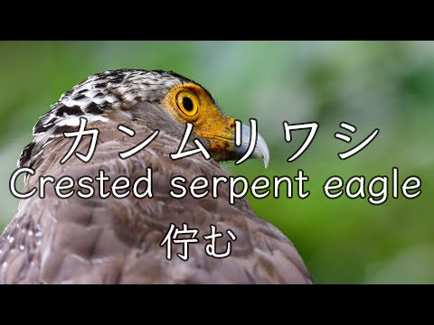 【ただ佇むだけ】カンムリワシ Crested serpent eagle 野鳥撮影＆野鳥観察