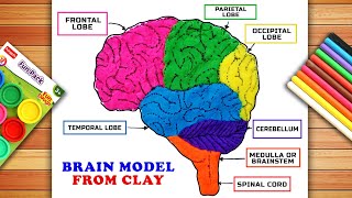 Brain Model Using Clay | Brain Model | Brain Model Easy | Science Project | Human Brain Model