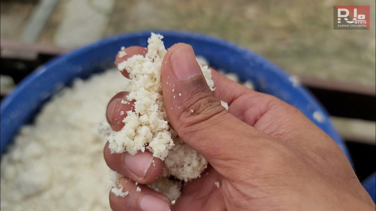 Soybean waste for goats Hampas soya untuk kambing ( Mari Belajar