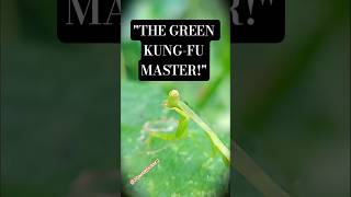 Praying Mantis on Leaf 🌿 Belalang Sembah Makro
