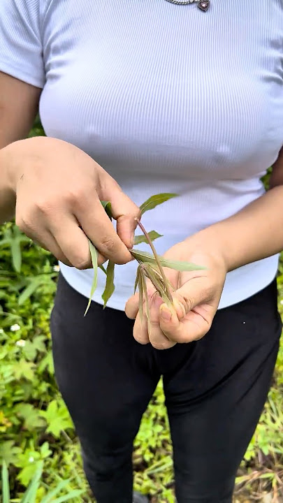 Survival skills: how to reduce pain and swelling from bee stings #camping #survival #bushcraft