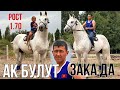 АК БУЛУТ ~ ЗАКА ДА 🐎