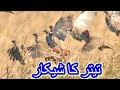 Teetar ka shikar - Grey francolin hunting in pakistan Mp3