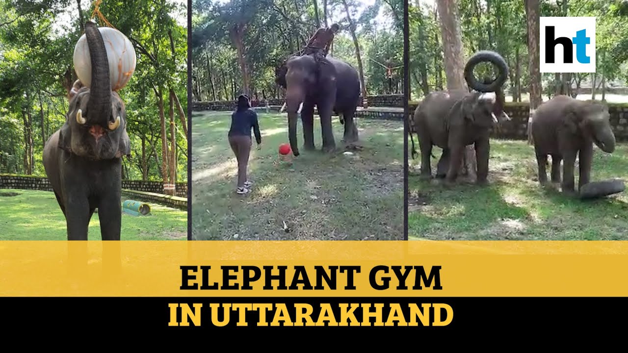 Elephant Gym. Elephant in Gym. Слон Джим Томпсон.