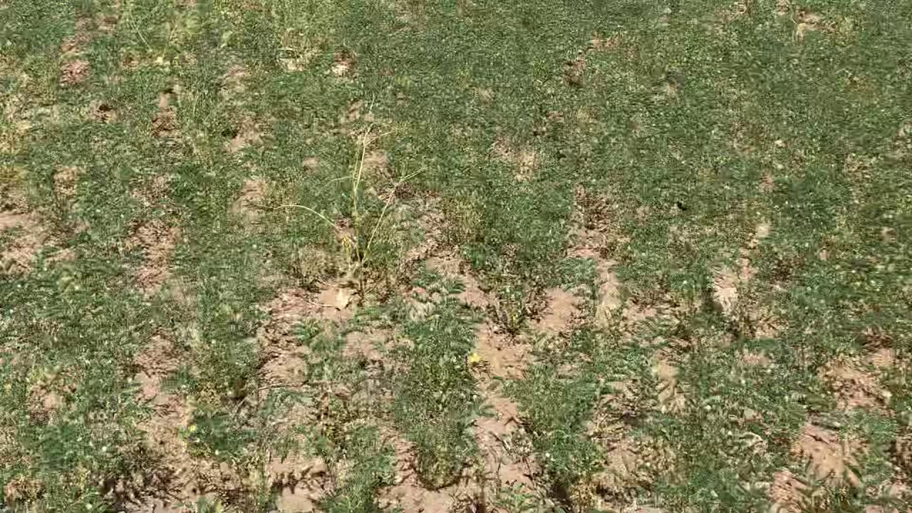 Nohut sineği, Antraknoz, Nativo