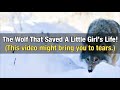 The Wolf That Saved A Little Girl’s Life!