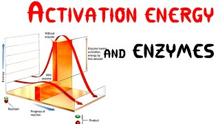 Activation energy and Enzymes (Animation)