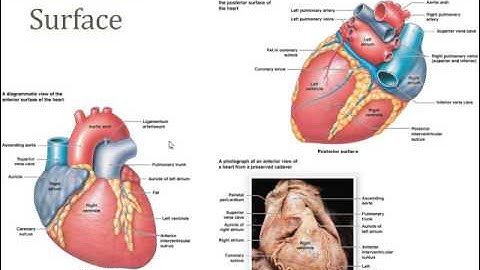 Chapter 18 - Heart Part I