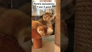 Игры маленьких котят.