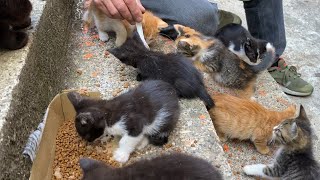 Incredibly beautiful Little Kittens living on the street. I gave them food.