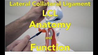 Lateral Collateral Ligament (LCL) Anatomy and Function