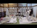 【刀剣乱舞コスプレ】我が本丸のとある朝の日常