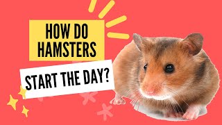 How Do Hamsters Start The Day? Lets Ask A Hamster Named Mr. Pepper