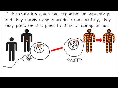 Video: Kaip mutacija veda į evoliuciją?