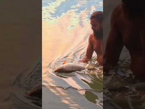 plastic mein fanskar Machhali mar gai #reels #fish