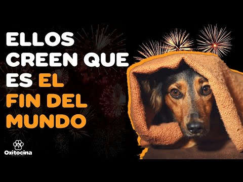 Video: ¿Los fuegos artificiales lastiman las orejas de un perro?