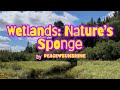 Wetlands: Nature’s Unsung Heroes Against Floods 🌿💧