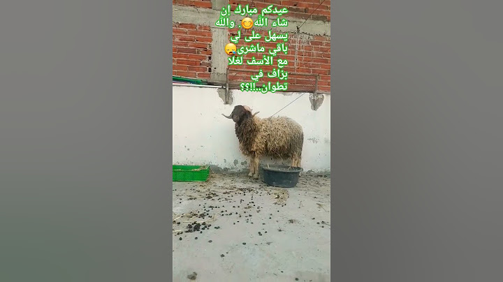 #اضحية العيد@لحولي غالي؟ والبوبري مكالي ..!تطوان تعاني من الغلاء🙄