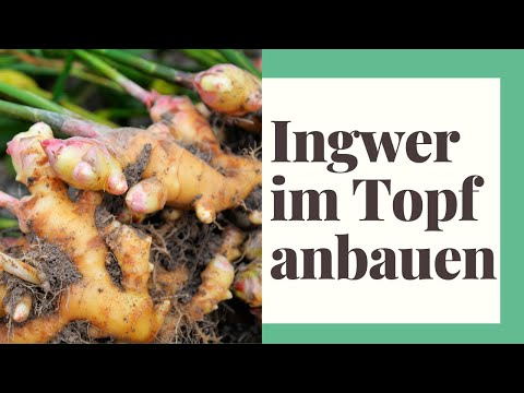 Video: Wie man Ingwerwurzel anbaut – Ingwerpflanze in Ihrem Kräutergarten pflanzen
