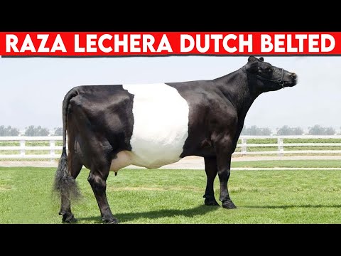 Video: ¿Cuánto cuesta una vaca galloway con cinturón?