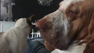 Oren and Itai love each other. (Bracco Italiano) by Oren Calabrône Aladoro & Shlomo Vito di Ala D’Oro 2,581 views 3 years ago 1 minute, 50 seconds