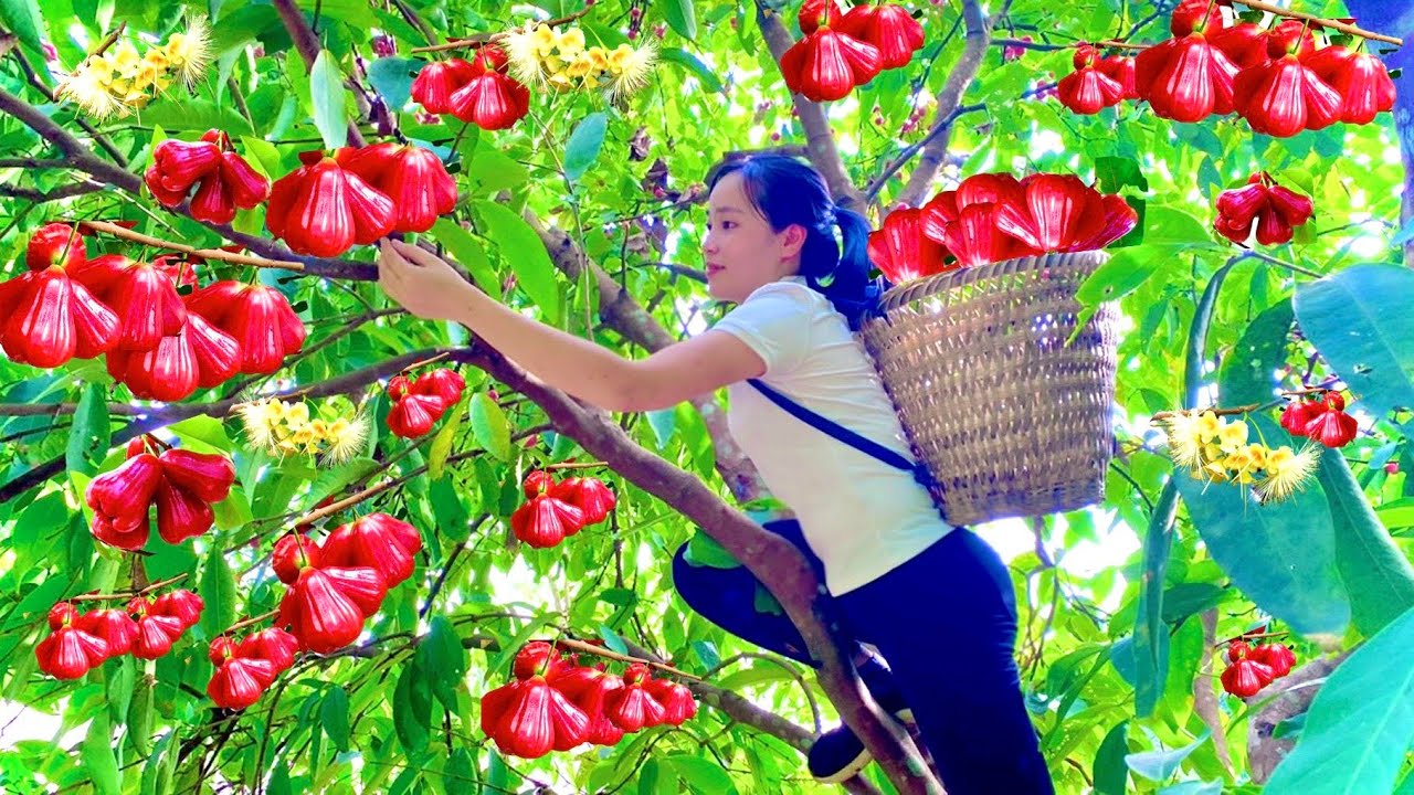 harvest-roi-fruit-bring-to-the-market-to-sell-daily-work-on-the-farm