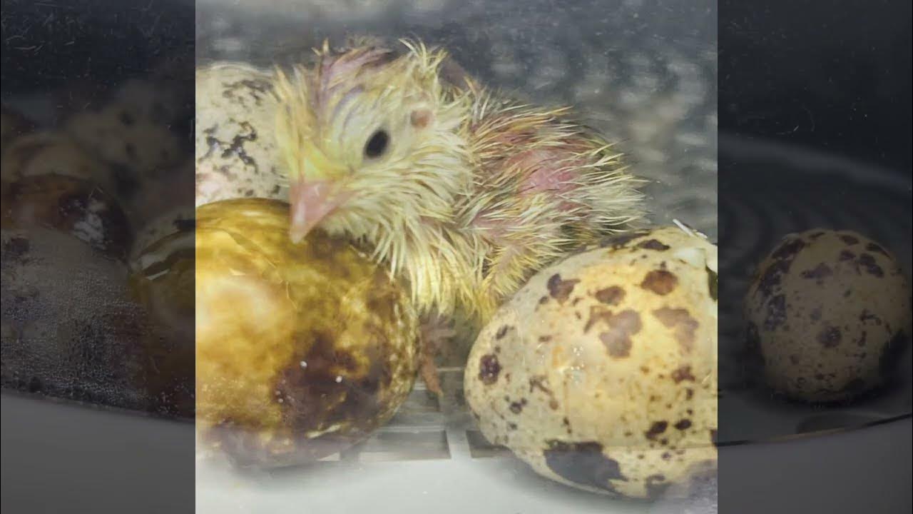 Quail hatching (Time Laps) cute baby quails hatching YouTube