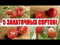 САМЫЕ ЛУЧШИЕ ТОМАТЫ ДЛЯ ЗАКАТКИ, КОТОРЫЕ Я ВЫРАСТИЛ В ЭТОМ ГОДУ!!!