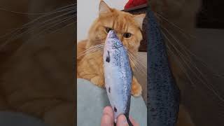 Кава з Персиком #cat #гумор #esspresso #america #shortvideo #viral #motivation #настрій #catlovers