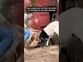 Das Leben als Farmer 🫏🐐 #farmer  #tiere  #wissen