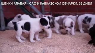 Щенки кавказской овчарки и алабая, среднеазиатской овчарки www.r-risk.ru +7 9262205603 Татьяна Щенки кавказской овчарки и алабая, среднеазиатской овчарки www.r-risk.ru +7 9262205603 Татьяна