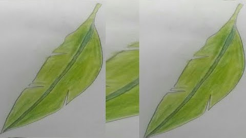 How to draw a palm leaf/my first video drawing palm leaf