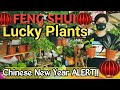 LUCKY PLANTS THAT BRING MONEY FOR 2021 (FENG SHUI) plantzilla bhl