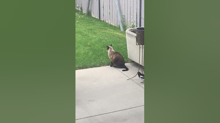Magpie Grabs Cat by the Tail || ViralHog