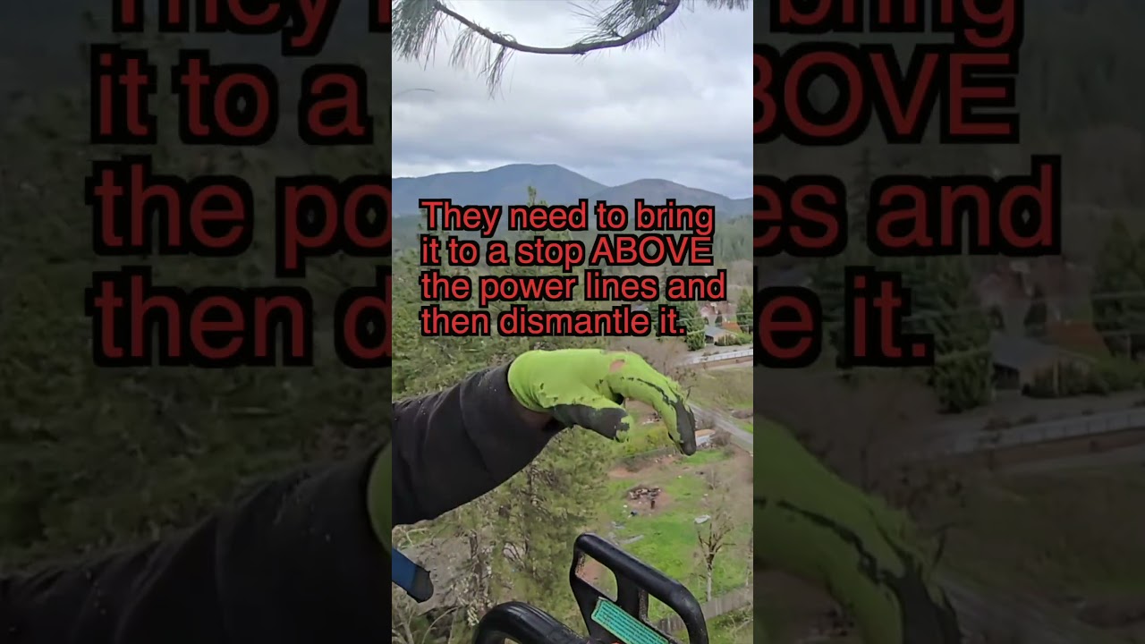 Wind Was Uprooting This Pine. We Went 110 Feet Up